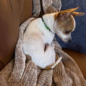 Chihuahua Dogs Available for Adoption in Park Row, Texas - Speck | PetCurious