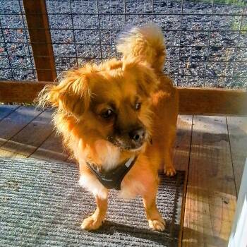 Tayoh -  Pekingese Dog for Adoption in Oroville, Washington - Tayoh | PetCurious