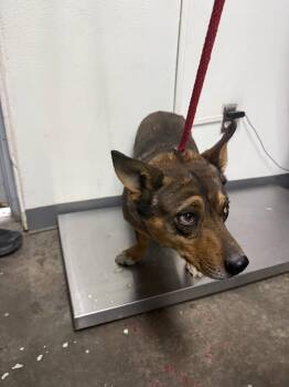 Flounder -  Corgi and Pit Bull Terrier Dog for Adoption in Las Vegas, New Mexico - Flounder | PetCurious