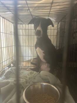 Birdie -  Whippet Dog for Adoption in Pine Grove, Pennsylvania - Birdie | PetCurious