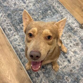Ringo -  Cattle Dog Dog for Adoption in Houston, Texas - Ringo | PetCurious