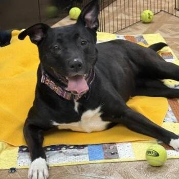 Shepherd Dogs Available for Adoption - Baylee | PetCurious