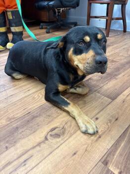 Boscoe -  Rottweiler Dog for Adoption in Fayetteville, Tennessee - Boscoe | PetCurious