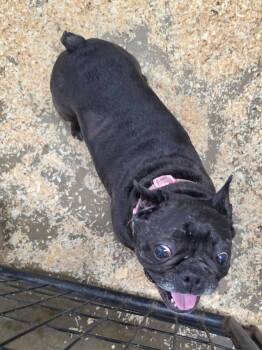 French Bulldog Dogs Available for Adoption in Walthill, Nebraska - Raina  | PetCurious