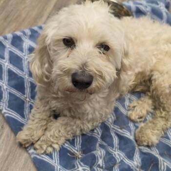 Ralphie -  Bichon Frise Dog for Adoption in West Richland, Washington - Ralphie | PetCurious