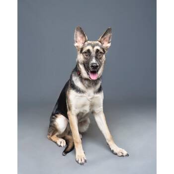 Shepherd Dogs Available for Adoption - Astra | PetCurious