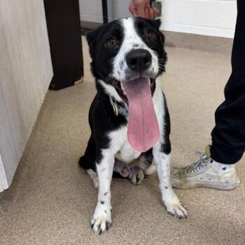Kimchi -  Border Collie Dog for Adoption in New York, New York - Kimchi | PetCurious
