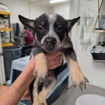 Australian Cattle Dog Blue Heeler and Mixed Breed Dogs Available for Adoption in Fredericksburg, Virginia - Gerran | PetCurious