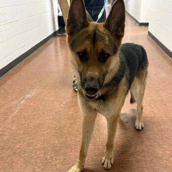 Dino -  German Shepherd Dog Dog for Adoption in East St. Louis, Illinois - Dino | PetCurious