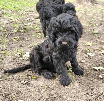 Macy -  Labradoodle Dog for Adoption in Liberty Center, Ohio - Macy | PetCurious