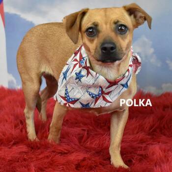 Polka -  Mixed Breed Dog for Adoption in Yuma, Arizona - Polka | PetCurious