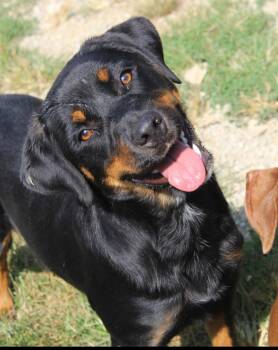 Freya -  Rottweiler and Border Collie Dog for Adoption in Berea, Kentucky - Freya | PetCurious