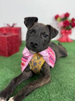 Mountain Cur and Labrador Retriever Dogs Available for Adoption in Carlsbad, California - Masha-One Of Our Amazing Rescue Dogs | PetCurious