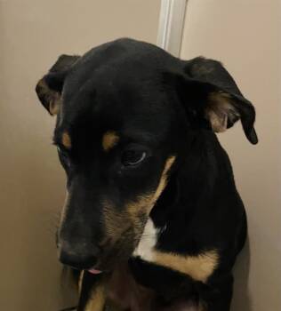 Black And Tan Coonhound Dogs Available for Adoption - TJ | PetCurious