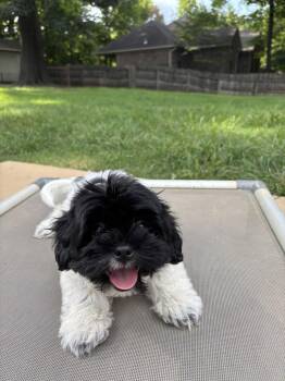 SAVANNAH -  Shih Tzu Dog for Adoption in Southaven, Mississippi - SAVANNAH | PetCurious