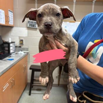 Pit Bull Terrier Dogs Available for Adoption - Hop | PetCurious