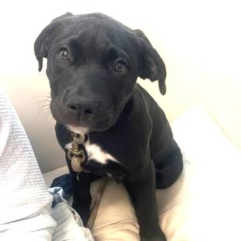 Labrador Retriever and Mixed Breed Dogs Available for Adoption in Los Angeles, California - Loto | PetCurious