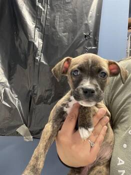 AQUARIA* -  Pit Bull Terrier Dog for Adoption in Santa Cruz, California - AQUARIA* | PetCurious