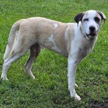 Anatolian Shepherd and Great Pyrenees Dogs Available for Adoption in Houston, Texas -  Kolby | PetCurious