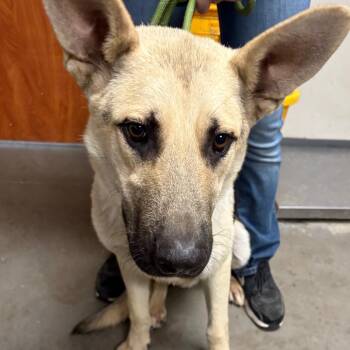 Dio -  German Shepherd Dog Dog for Adoption in Yuma, Arizona - Dio | PetCurious