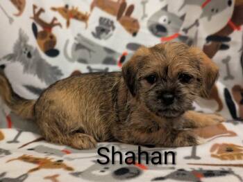 Shahan -  Shih Tzu Dog for Adoption in Kingsburg, California - Shahan | PetCurious