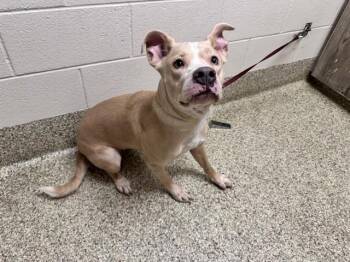 Pit Bull Terrier and Mixed Breed Dogs Available for Adoption in Colorado Springs, Colorado - LEAH | PetCurious