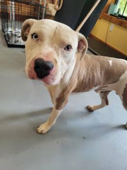 DooDoo -  Pit Bull Terrier Dog for Adoption in Lawrenceburg, Tennessee - DooDoo | PetCurious