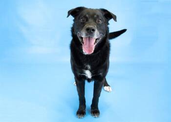 SPARROW -  Labrador Retriever and Mixed Breed Dog for Adoption in Colorado Springs, Colorado - SPARROW | PetCurious