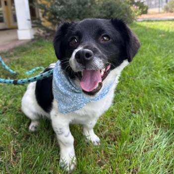 Dachshund and Border Collie Dogs Available for Adoption in Goleta, California - Bowie | PetCurious