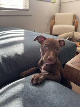 Mixed Breed Dogs Available for Adoption - Georgia | PetCurious