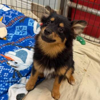 Posie -  Mixed Breed Dog for Adoption in Titusville, Florida - Posie | PetCurious