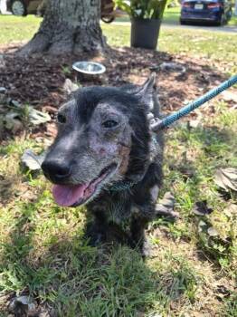 Pen Vc 13 Lowell -  Terrier Dog for Adoption in Lawrenceville, Georgia - Pen Vc 13 Lowell | PetCurious