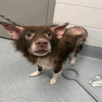 Basil -  Australian Shepherd Dog for Adoption in Indianapolis, Indiana - Basil | PetCurious