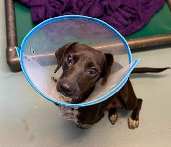 Chihuahua and Dachshund Dogs Available for Adoption in Sedalia, Colorado - Joy | PetCurious