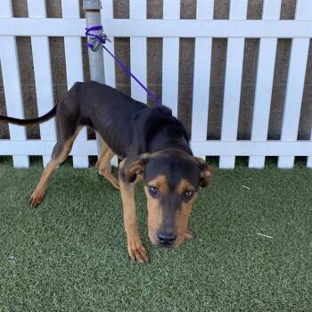 A612003 -  Black And Tan Coonhound and Mixed Breed Dog for Adoption in Modesto, California - A612003 | PetCurious