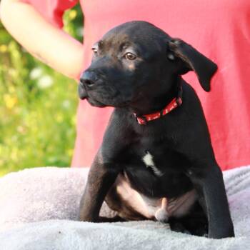 CT Tasso -  Labrador Retriever and Mixed Breed Dog for Adoption in Stormville, New York - CT Tasso | PetCurious