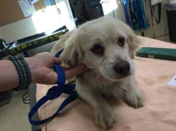 Chihuahua and Mixed Breed Dogs Available for Adoption - RUSSEL | PetCurious