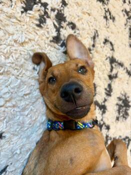 Hooche -  Mixed Breed Dog for Adoption in Richmond, Virginia - Hooche | PetCurious