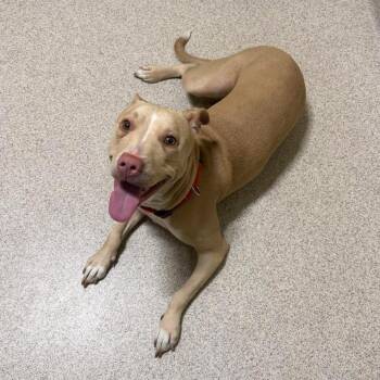 Pit Bull Terrier Dogs Available for Adoption - Daniela | PetCurious
