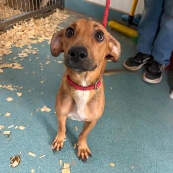 Taco Bella -  Dachshund Dog for Adoption in Bethel, Connecticut - Taco Bella | PetCurious