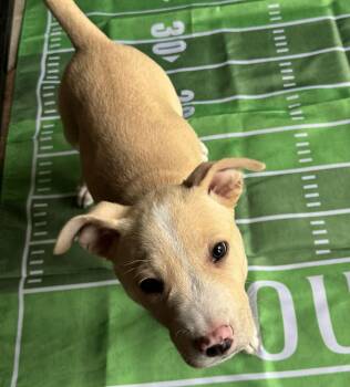 Mixed Breed Dogs Available for Adoption - Puffin (FTF Only) | PetCurious