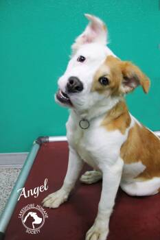 Angel -  Mixed Breed Dog for Adoption in Dunkirk, New York - Angel | PetCurious