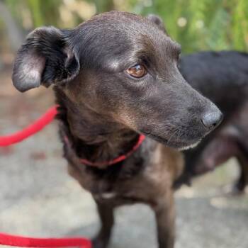 Bloom -  Terrier and Chihuahua Dog for Adoption in San Diego, California - Bloom | PetCurious