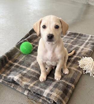 **PUDGE** -  Dachshund and Chihuahua Dog for Adoption in North Prairie, Wisconsin - **PUDGE** | PetCurious
