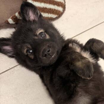 Chia -  Shepherd Dog for Adoption in Oakville, Ontario - Chia | PetCurious