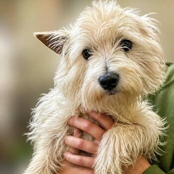 Tala 4601 -  West Highland White Terrier Westie Dog Available for Adoption in Boca Raton, Florida - Tala 4601 | PetCurious