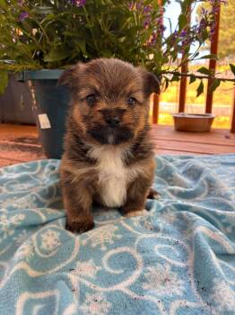 Yorkshire Terrier Dogs Available for Adoption in Pacolet, South Carolina - Chopper Apr 26 - Available For Adoption 6/10/26 | PetCurious