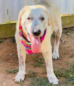 Elsa $85 -  Labrador Retriever and Mixed Breed Dog for Adoption in Seneca, South Carolina - Elsa $85 | PetCurious