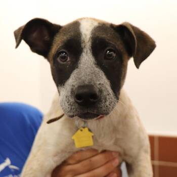 Aurora -  Mixed Breed Dog for Adoption in Port Washington, New York - Aurora | PetCurious