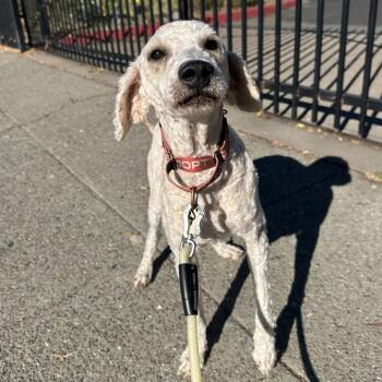 DRIFTER -  Poodle and Mixed Breed Dog for Adoption in Richmond, California - DRIFTER | PetCurious